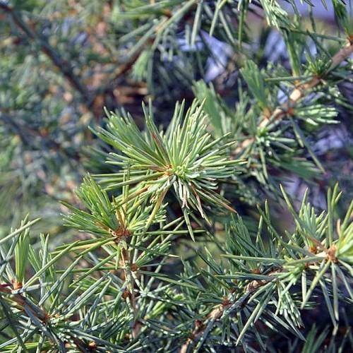 green foliage with brown branches