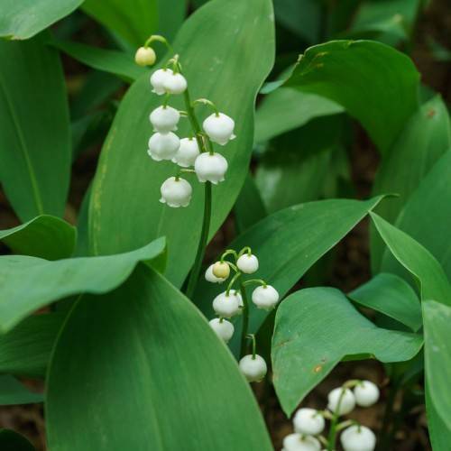 white flowers on light-green petioles with deep-green leaves on dark-green stems