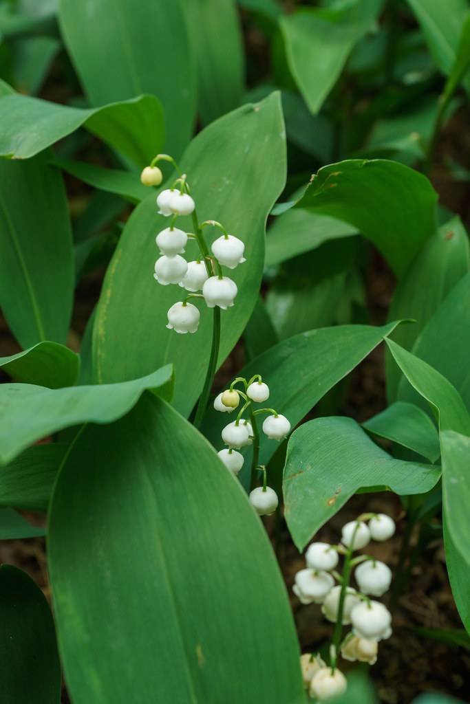 white flowers on light-green petioles with deep-green leaves on dark-green stems