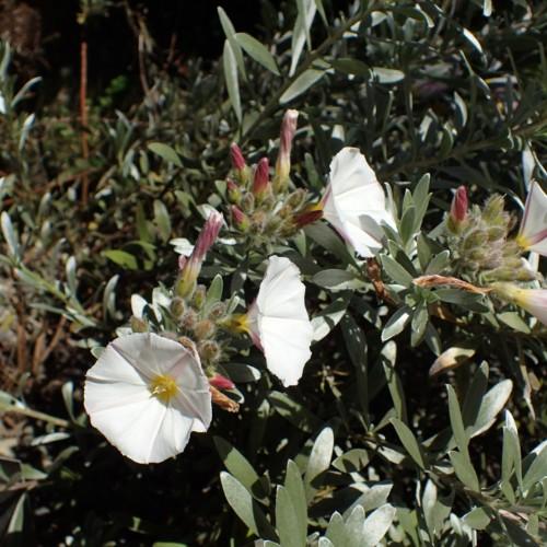 white flowers with yellow center, white stamens, maroon-green buds, green leaves and stems