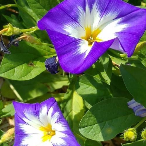 white-blue flowers with yellow center, lime-green buds and green leaves with green veins and midribs on lime-green stems
