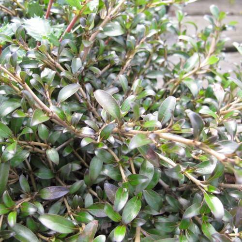green-purple leaves with light-brown midribs on yellow-brown stems
