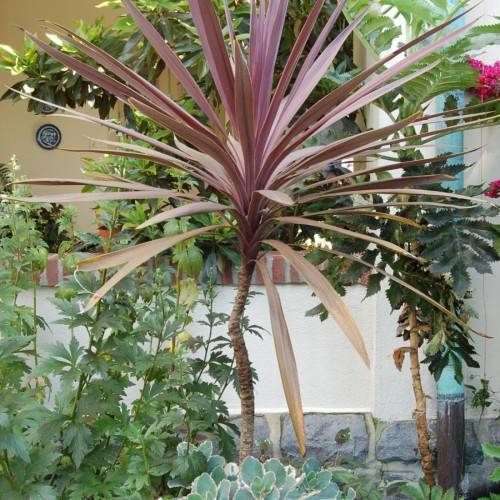 mauve-brown leaves on a brown trunk