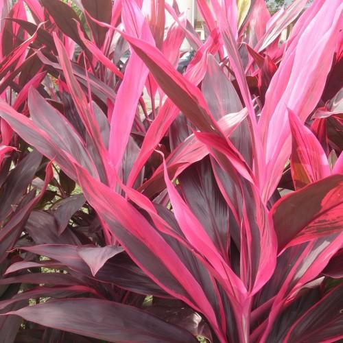 pink-burgundy foliage and stems