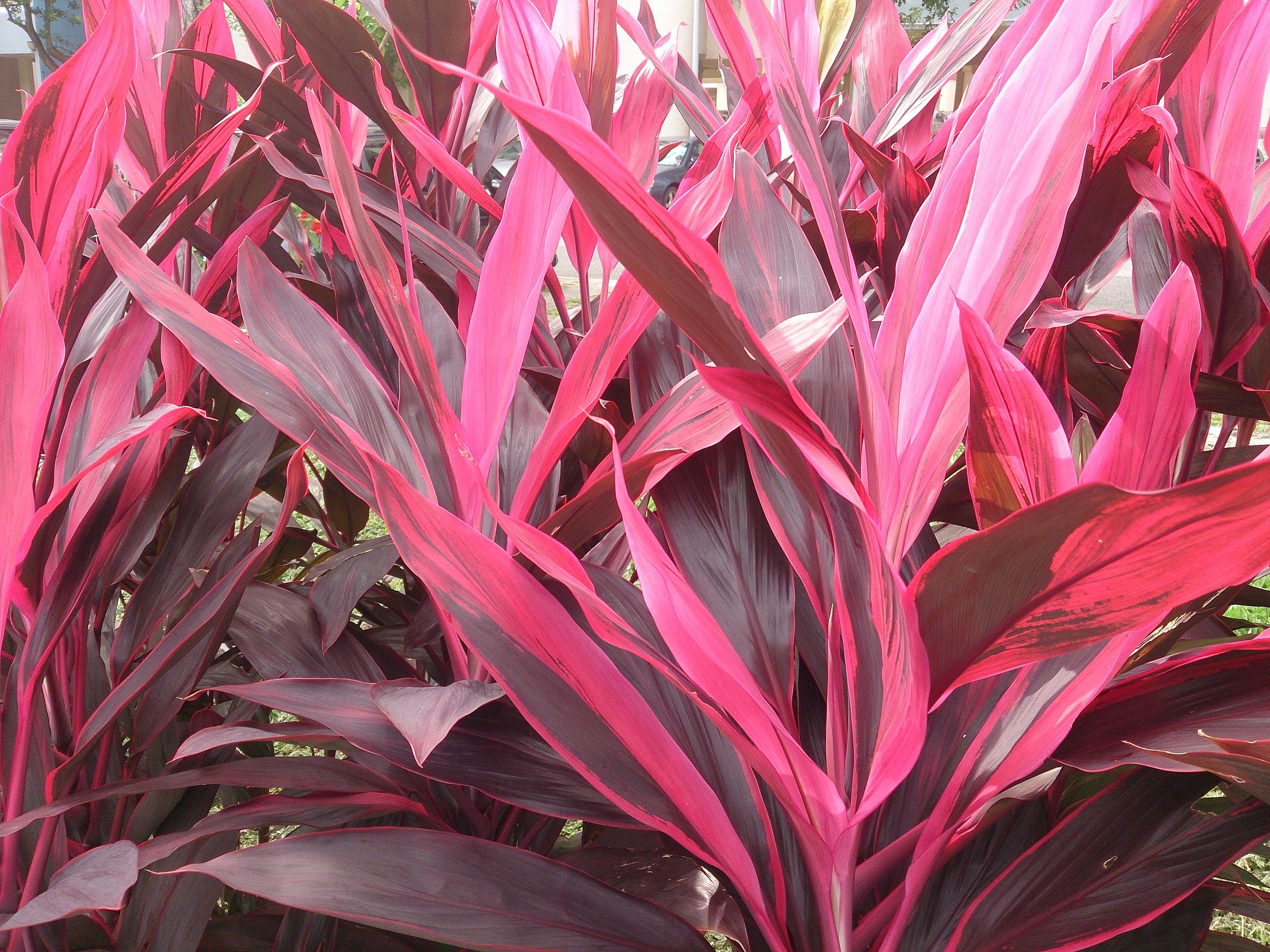 pink-burgundy foliage and stems