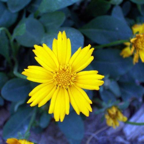 a bright-yellow flower with a yellow center and yellow stamens