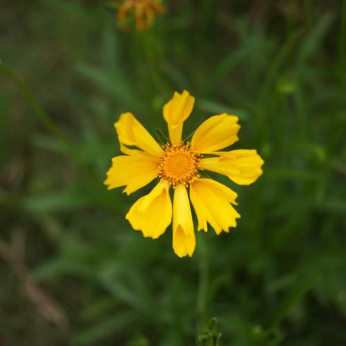 yellow flower with orange-yellow center, green leaves and stems
