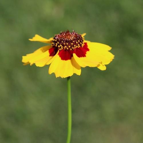 yellow-maroon flowers with yellow-burgundy center and lime stems