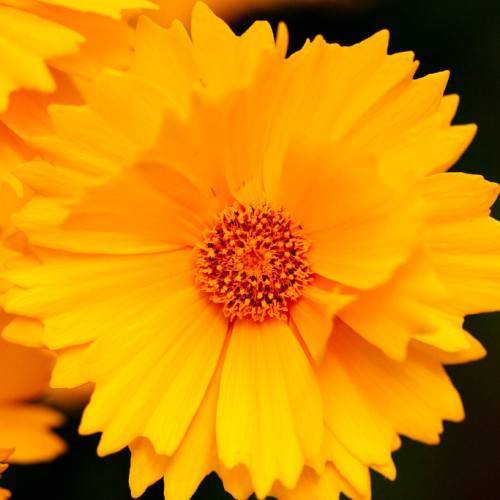 an orange-yellow flower and an orange-brown center of orange-brown stamens