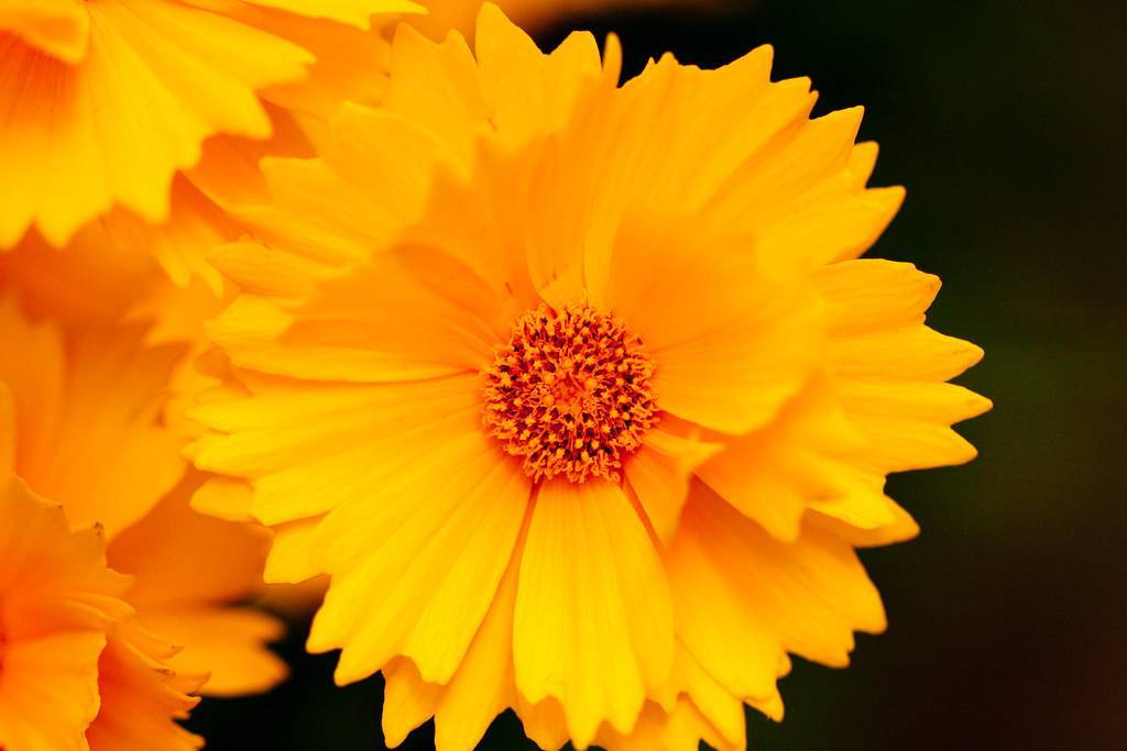 an orange-yellow flower and an orange-brown center of orange-brown stamens 