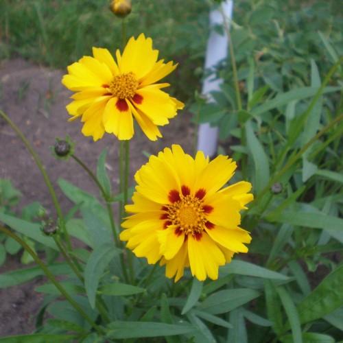 yellow-burgundy flowers with yellow center, yellow-green buds, green leaves and stems