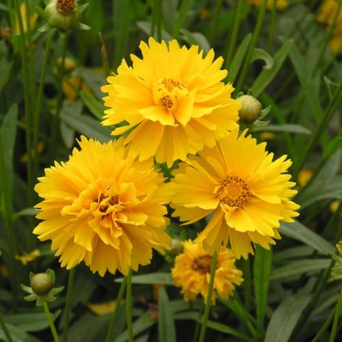yellow flowers with brown-yellow center, yellow-green buds, green leaves and stems