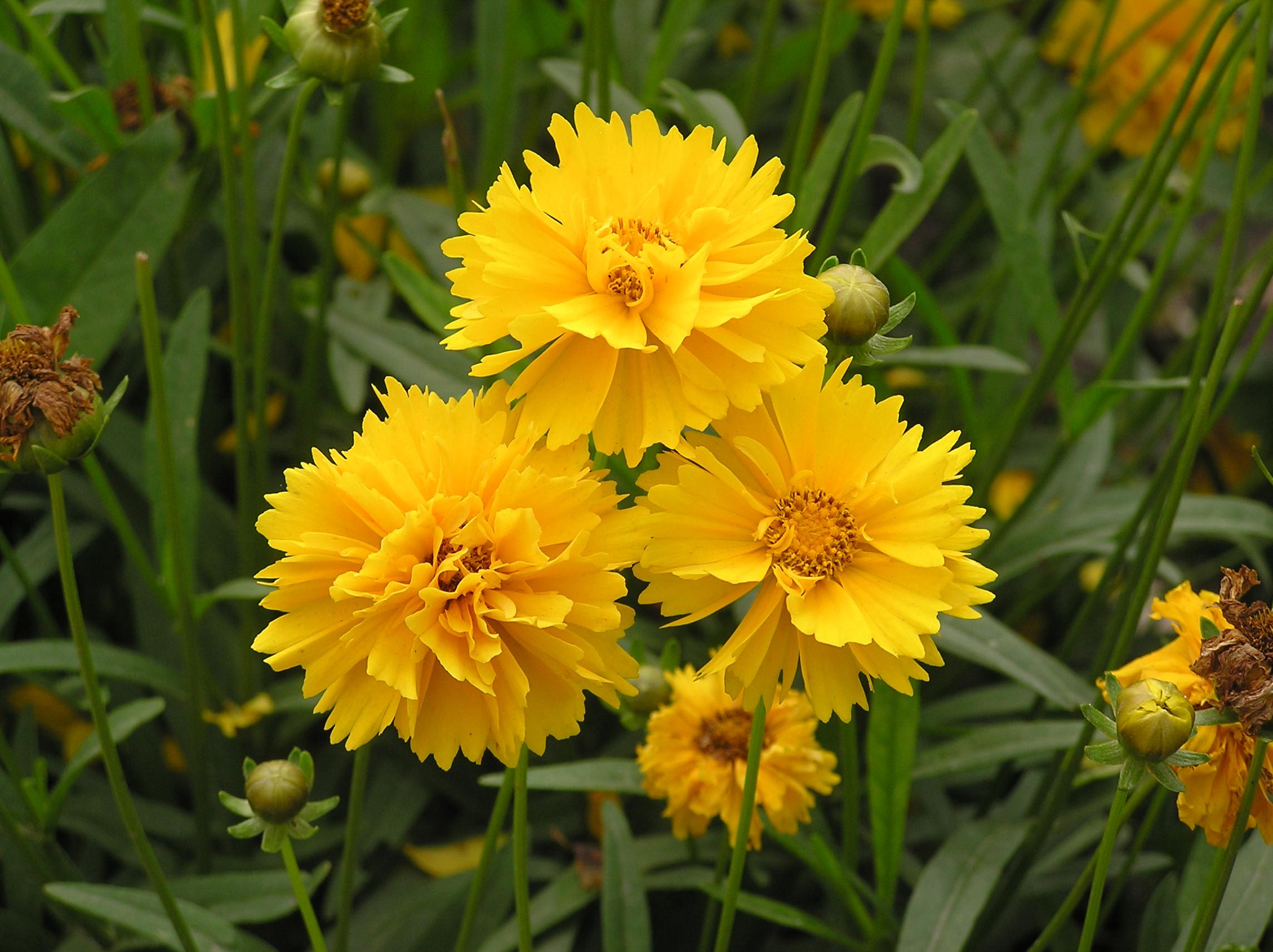 yellow flowers with brown-yellow center, yellow-green buds, green leaves and stems