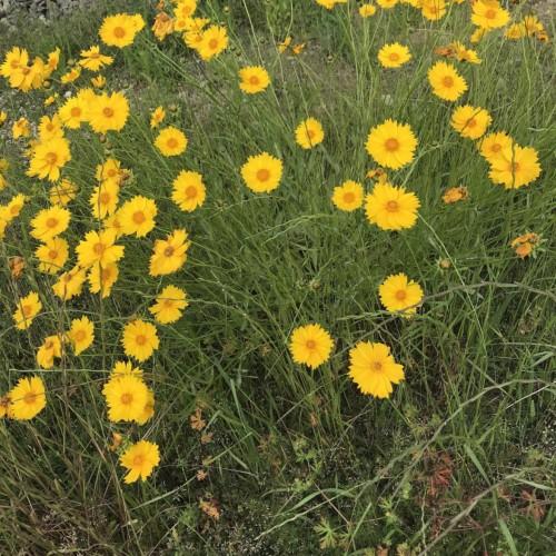 yellow flowers with orange center, green leaves and stems