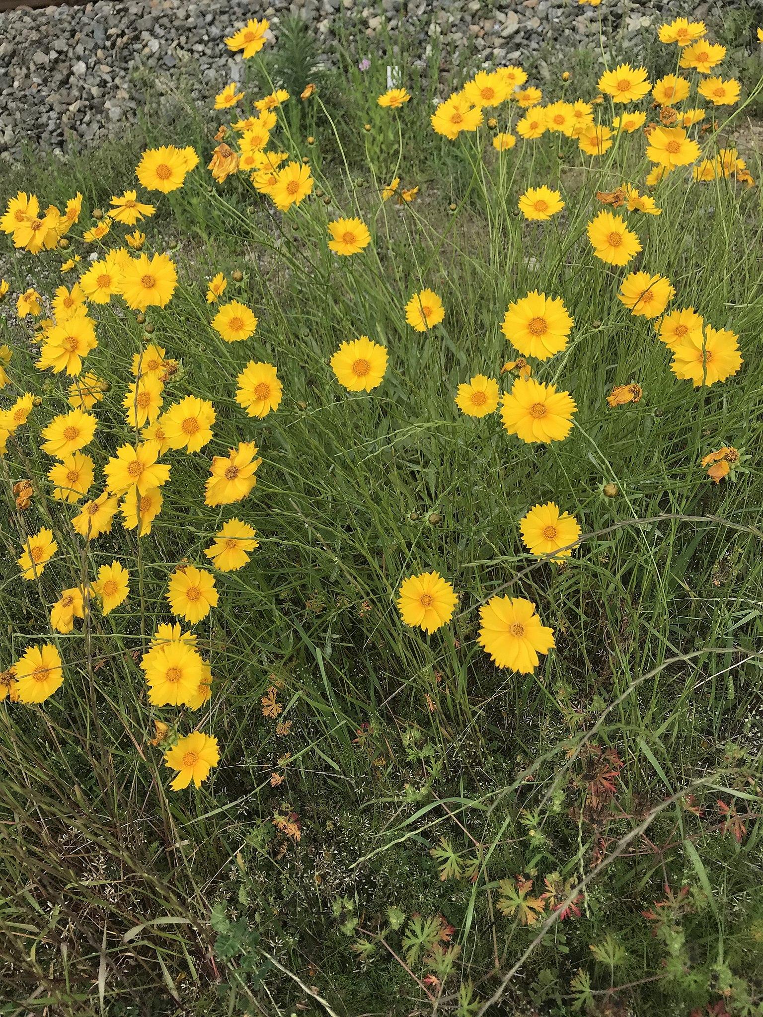 yellow flowers with orange center, green leaves and stems