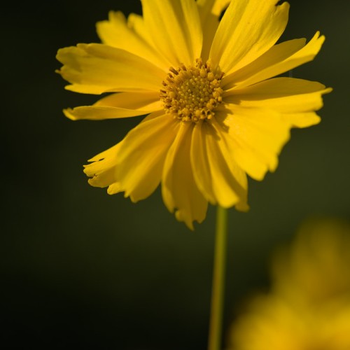 Yellow flower with yellow center and yellow-lime pedicel.