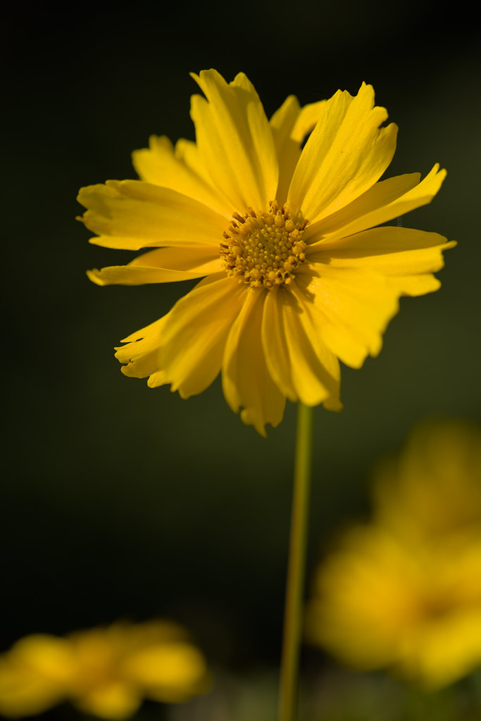 a dark-yellow flower with a dark-yellow center of  dark-yellow stamens on a green stem