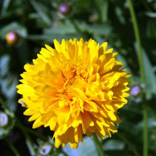 yellow flower with yellow center, purple-orange buds, green leaves and stems