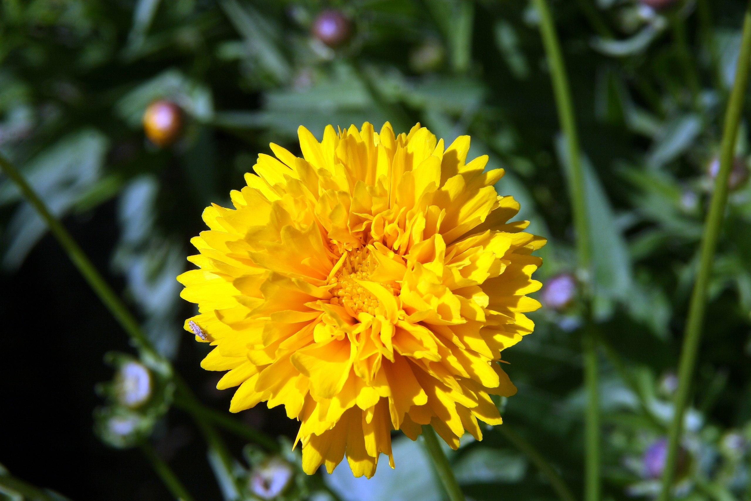 yellow flower with yellow center, purple-orange buds, green leaves and stems