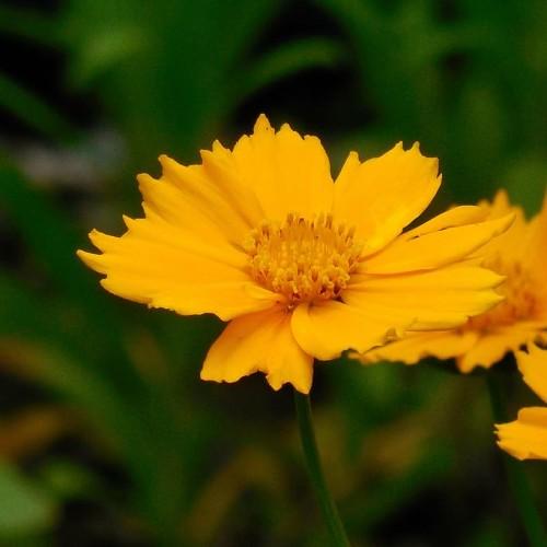 yellow flowers with yellow center, green leaves and stems