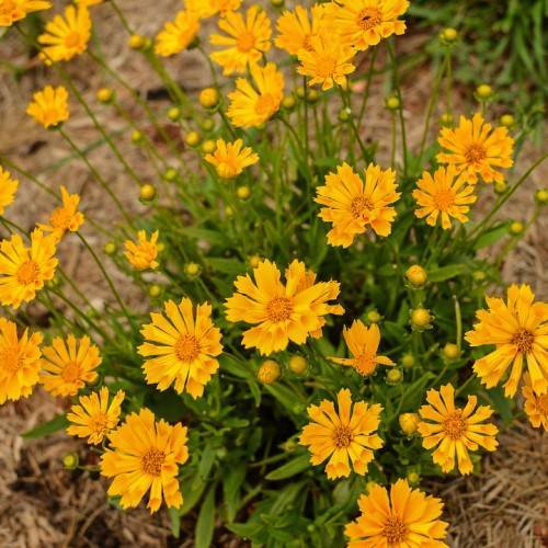 dark-yellow flowers with orange center and yellow buds with green leaves on green stems