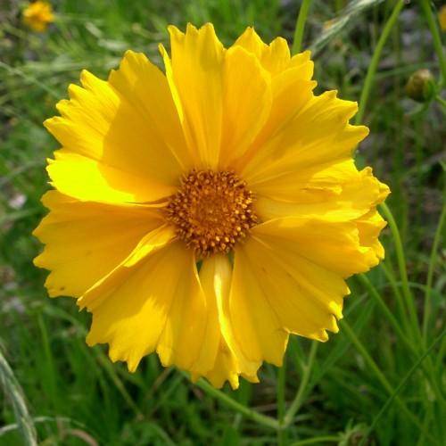 yellow flower with brown-yellow center, green leaves and stems
