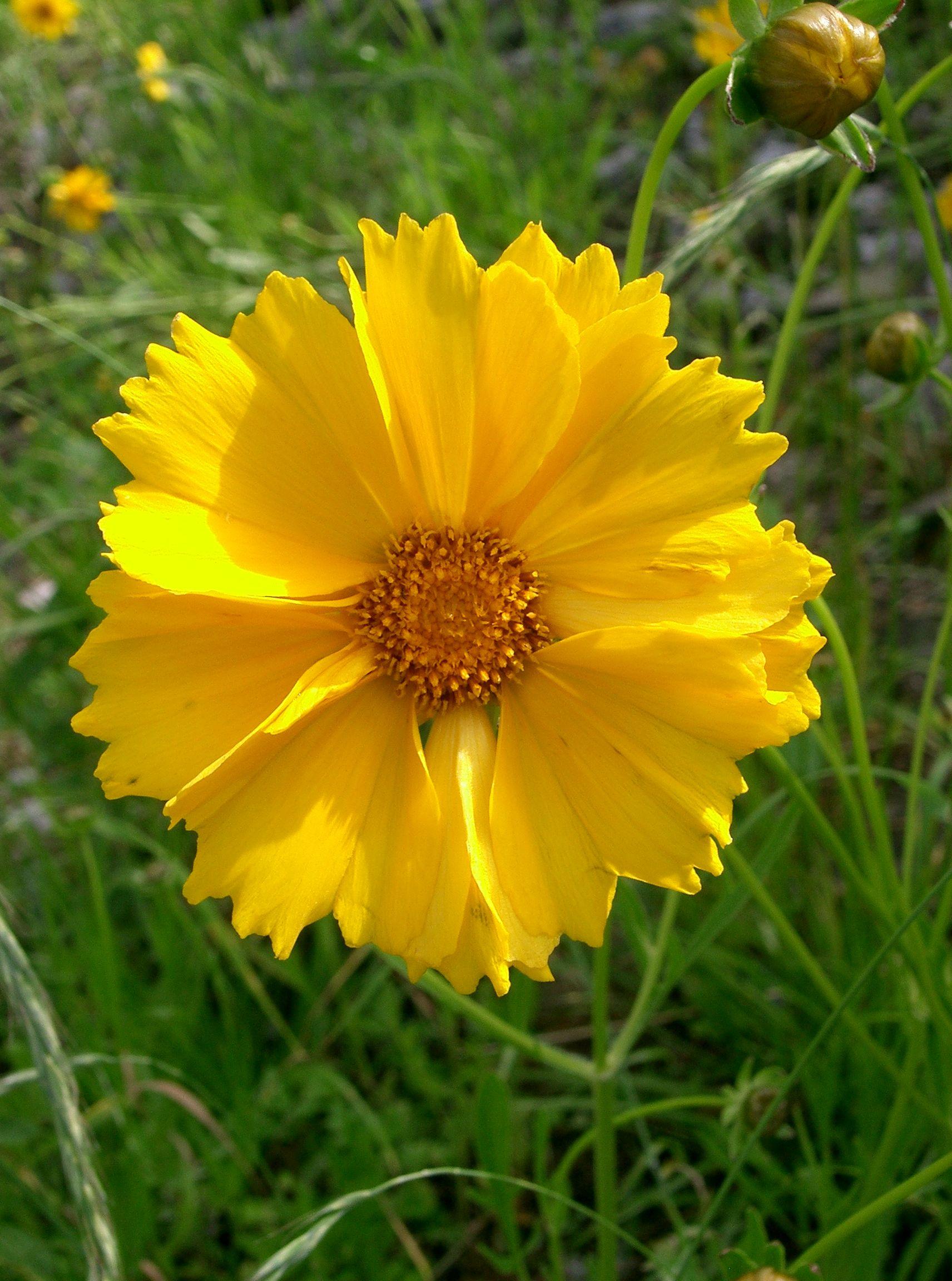 yellow flower with brown-yellow center, green leaves and stems