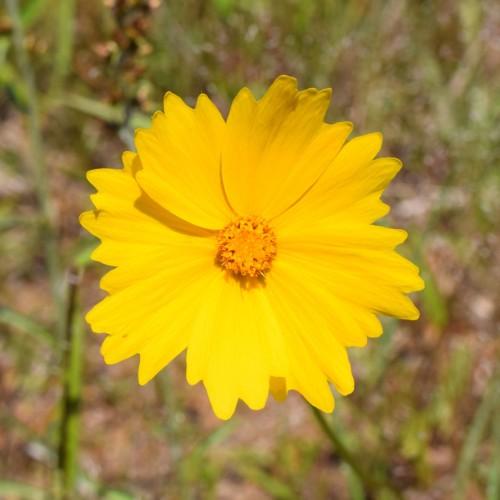 yellow flower with dark-yellow center, green leaves and stems