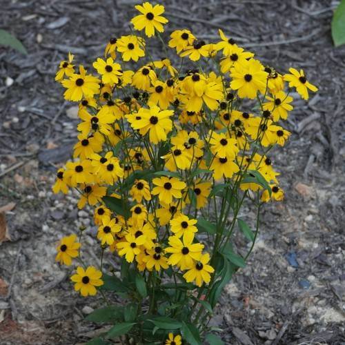 yellow flowers with black center and green leaves on dark-green stalks