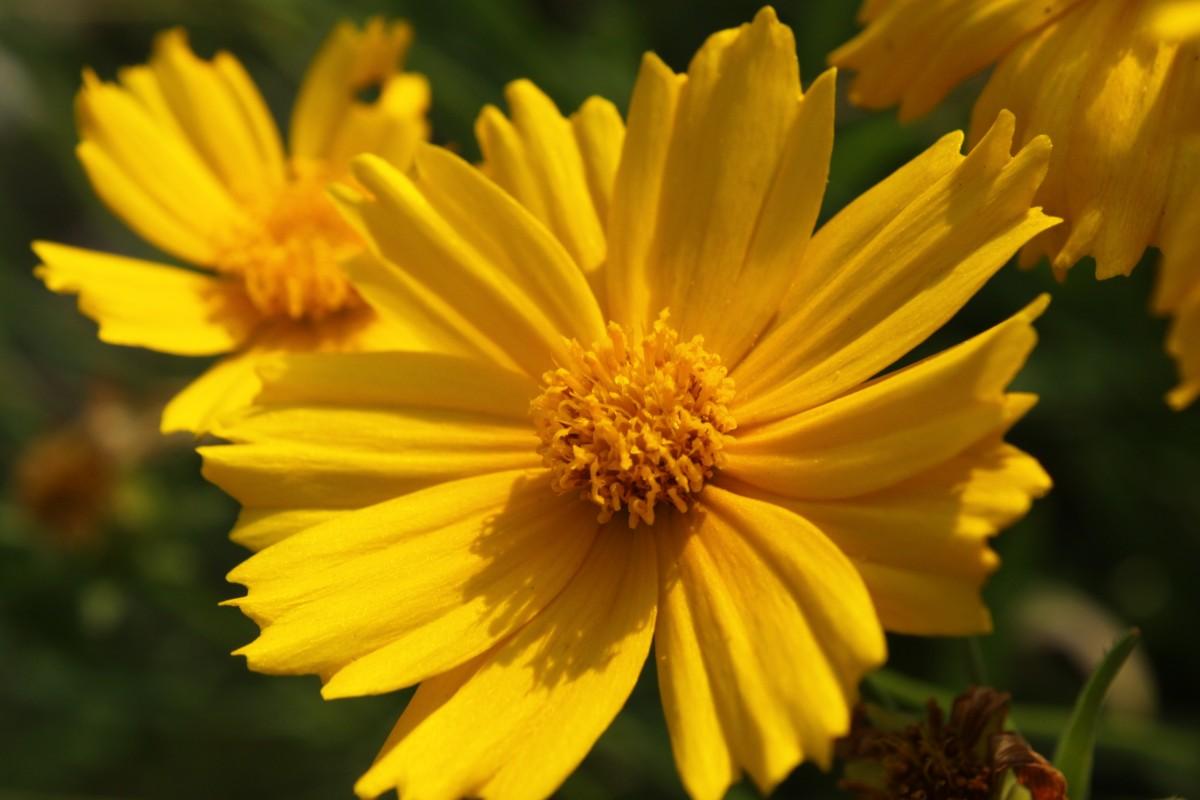 yellow flowers with dark-yellow center, and green leaves 