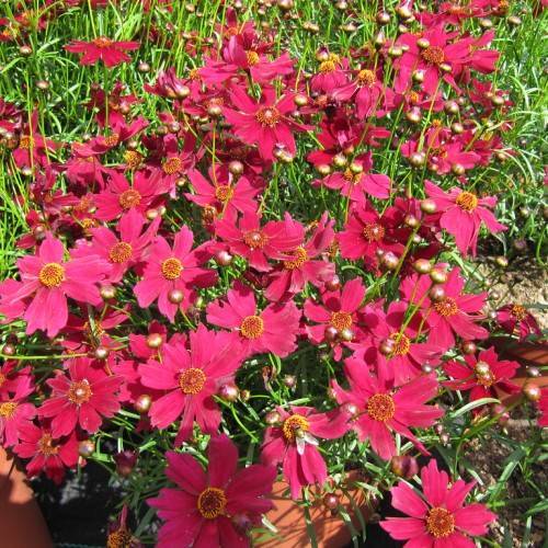 deep-pink flowers with yellow-red center, gold-pink buds with lime-green stalks