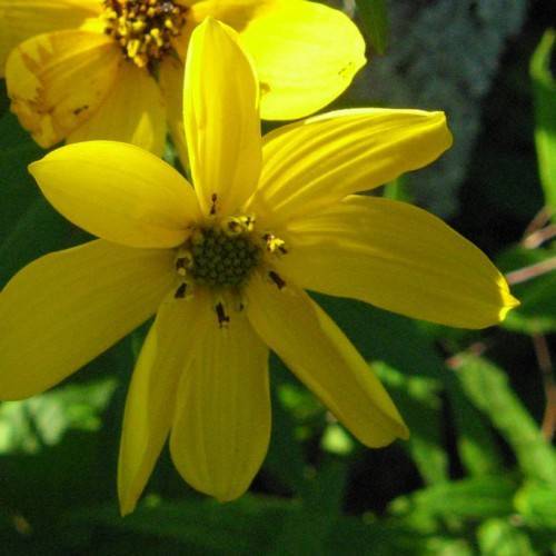 bright yellow flowers with yellow-green center, yellow-brown filaments and yellow anthers