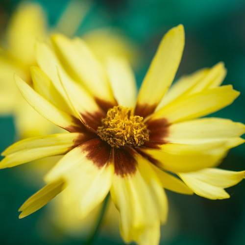 a yellow-maroon flower with a light-orange center