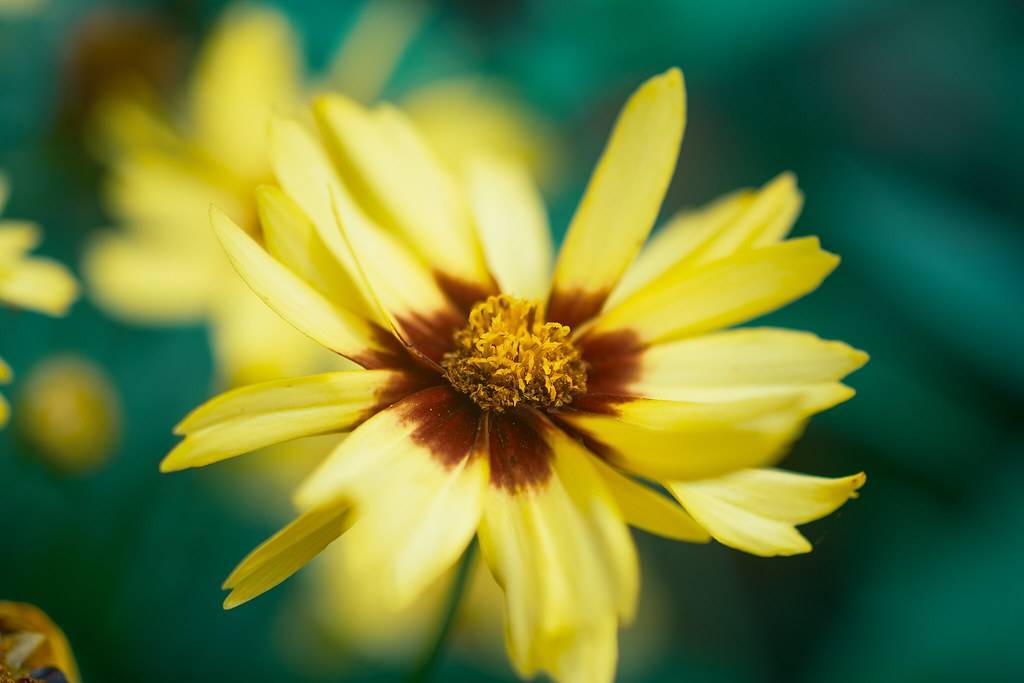 a yellow-maroon flower with a light-orange center