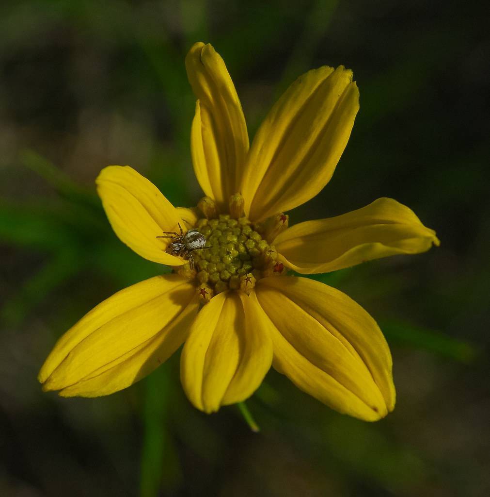 a pale-yellow flower with a green-yellow center and yellow stamens on a green stem