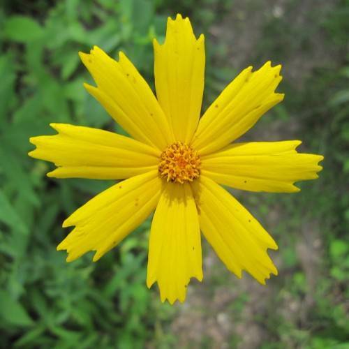 a bright-yellow flower with an orange-yellow center