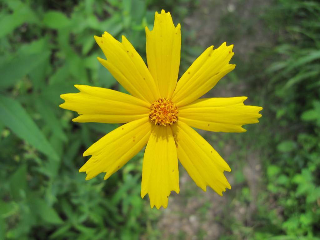 a bright-yellow flower with an orange-yellow center 