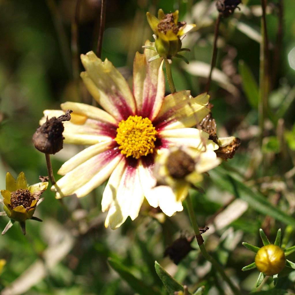 yellow-pink flower with yellow center, yellow-brown buds, green leaves and stems
