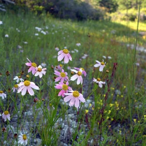 pink-purple flowers with yellow-brown center, green leaves and stems