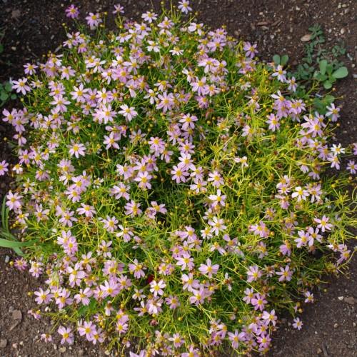 light-purple flowers with yellow center, yellow buds, green leaves and yellow stems