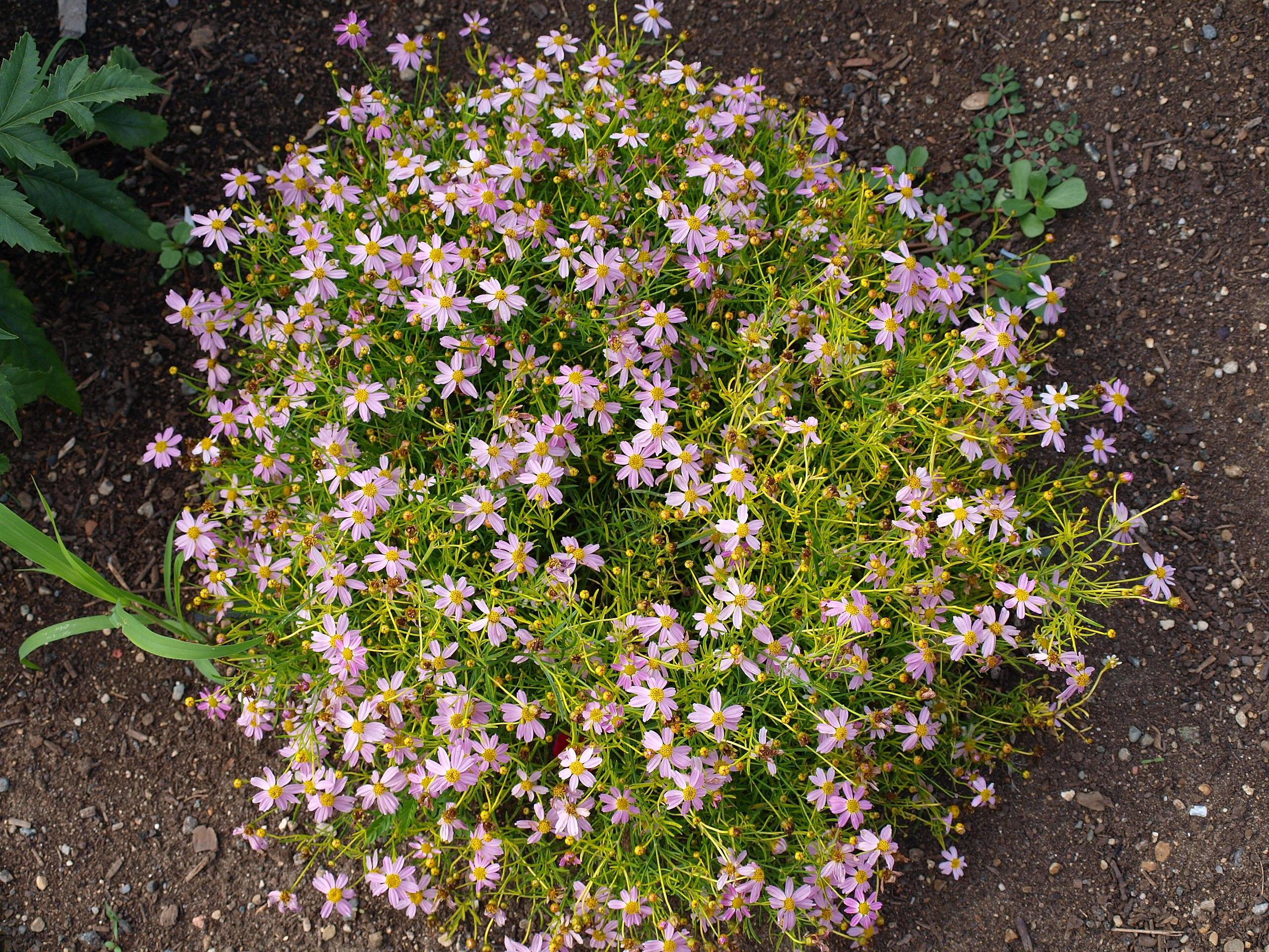 light-purple flowers with yellow center, yellow buds, green leaves and yellow stems