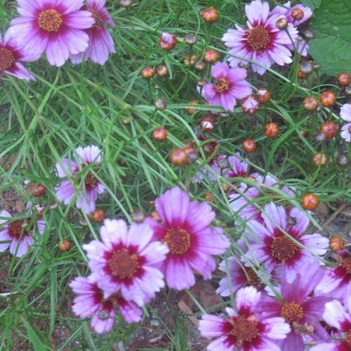 lavender-maroon flowers with orange-maroon center and red-orange buds on green stems