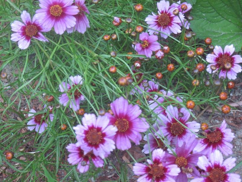 lavender-maroon flowers with orange-maroon center and red-orange buds on green stems