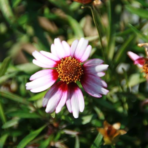 lavender-maroon flowers with orange-brown center, green leaves and stems