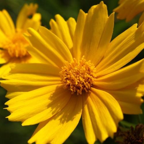 bright-yellow flowers with yellow center