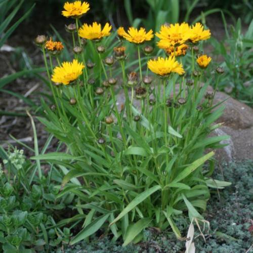 bright-yellow flowers with orange-yellow center and black-brown buds with green leaves on light-green stems