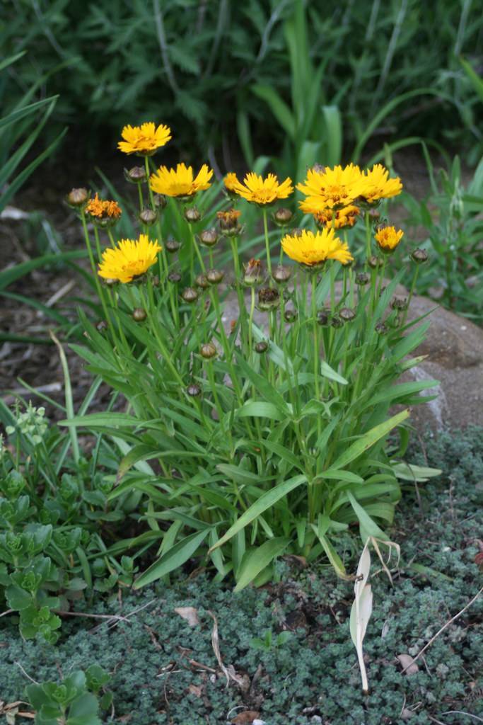 bright-yellow flowers with orange-yellow center and black-brown buds with green leaves on light-green stems