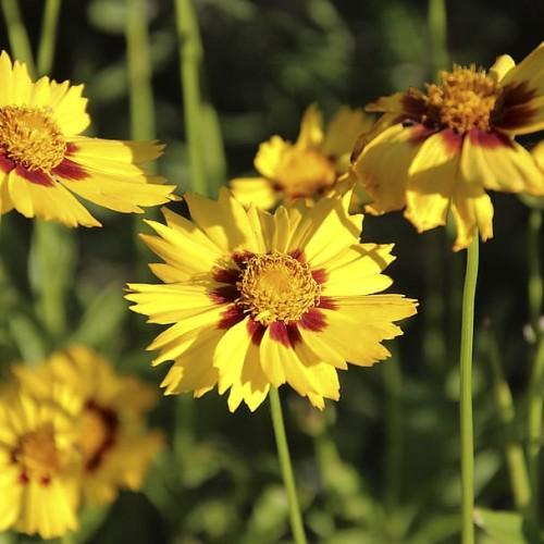yellow-burgundy flowers with yellow center, lime leaves and stems