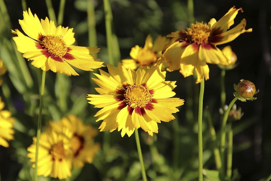 yellow-burgundy flowers with yellow center, lime leaves and stems