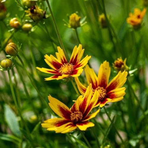 yellow-maroon flowers with pale-yellow center, gold-green buds and green leaves on light-green stems